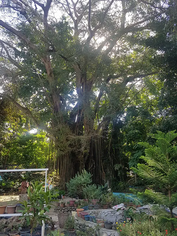 Old Balete Tree, Siquijor