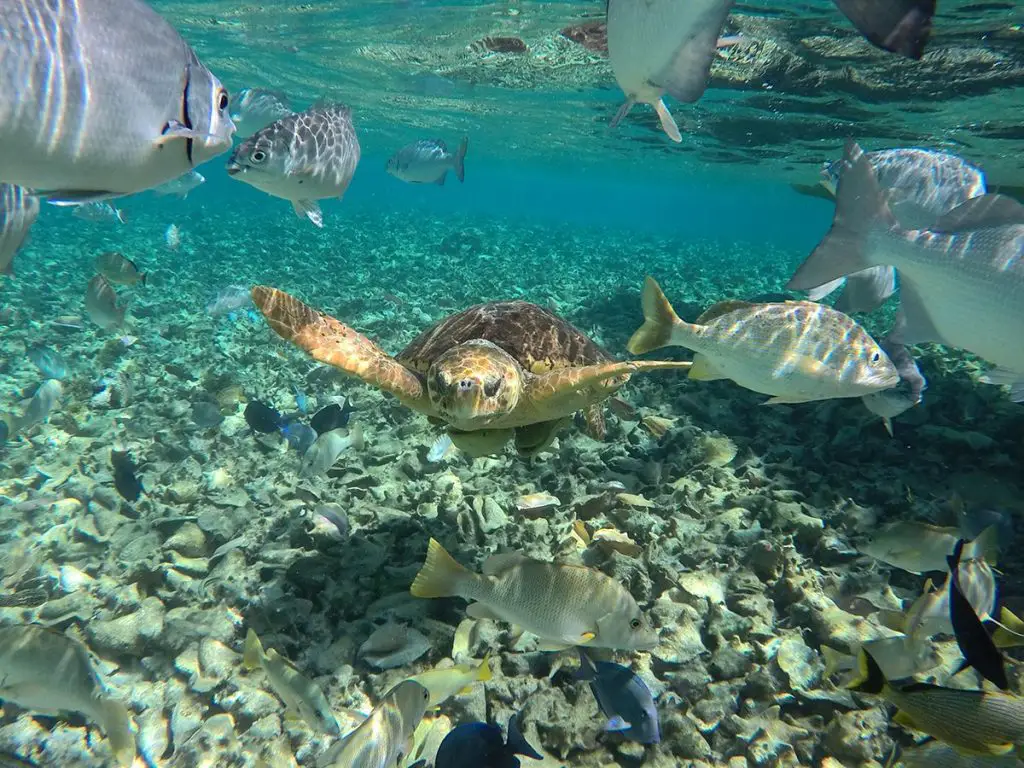 Caye Caulker, Belize