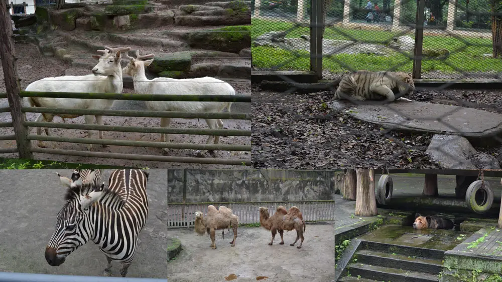 Животни в зоологическата градина в Чунцин