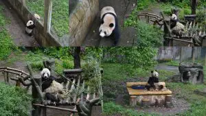 Панди в зоологическата градина