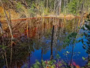 Изсъхналите дървета в Червеното езеро