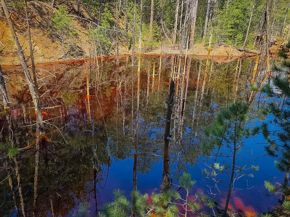 Изсъхналите дървета в Червеното езеро
