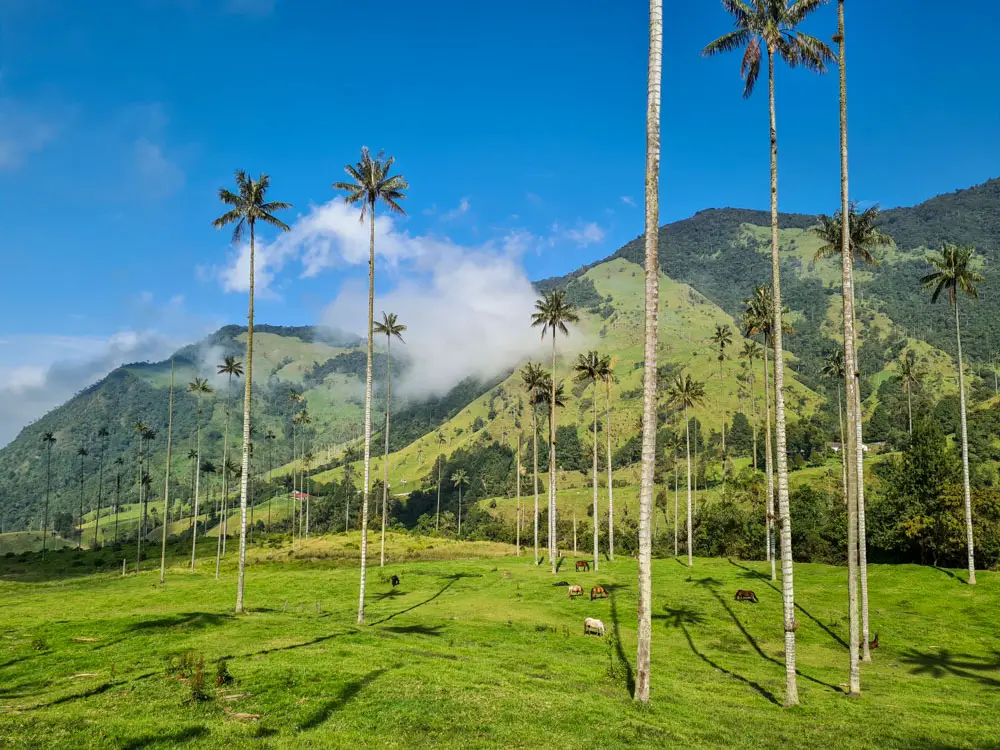 Cocora Valley, Salento, Colombia