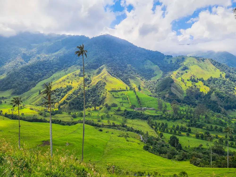 Things to do in Salento - Cocora Valley