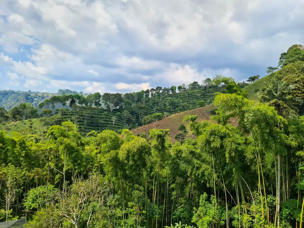 Кафе плантация в района на Саленто, Колумбия